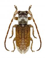 Desmiphorini Gen sp G504
