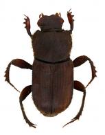 Eurysternus vastiorum Martínez, 1988