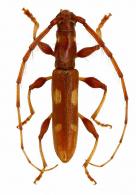 Neocompsa eburioides (Thomson,1867)