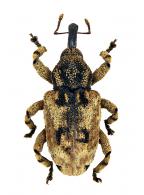 Curculionidae Gen sp127
