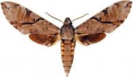 Manduca prestoni  (Gehlen, 1926)