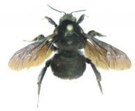 Bombus atratus Franklin, 1913