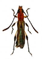 Ecliptoides pilosipes  (Penaherrera-Leiva & Tavakilian, 2004)