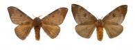 Hylesia gigantex orbana  Schaus, 1932 ♂ & ♀
