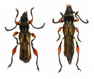 Tomopteropsis cerdai  Penaherrera-Leiva & Tavakilian, 2003 ♂ & ♀