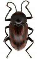 Tenebrionidae Gen sp4