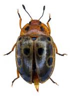 Iphiclus (Habrodactylus) bistripunctatus Lacordaire, 1842 