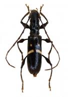 Neoibidionini Gen sp G75
