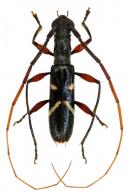 Neoibidionini Gen sp G65