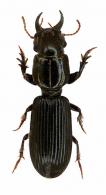 Climax serratipennis cf. Putzeys, 1866