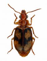 Lebia soror  Chaudoir, 1871