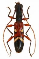 Neoibidionini Gen sp G478