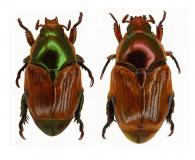 Cnemida leprieuri  Arrow, 1899  ♂ & ♀