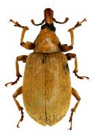 Curculionidae Gen sp53