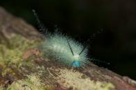 Pseudautomeris latus (var1)
