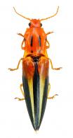 Semiotus illustris Candèze, 1857