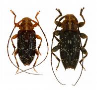Alcidion partitum  (White, 1855)  ♂ & ♀