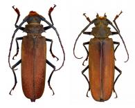 Orthomegas cinnamomeus  (Linnaeus, 1758) ♂ & ♀