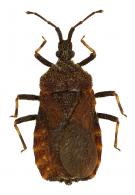 Helenus hesiformis White, 1879