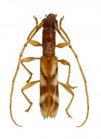 Heterachtes delicatus  Martins, 2009