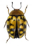 Iphiclus (Habrodactylus) meleagris  Lacordaire, 1842