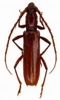 Psyrassa testacea  Linsley, 1935