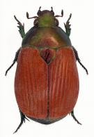 Vayana bicolor  (Olivier, 1789)