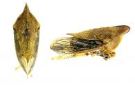 Membracidae Gen sp2