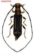 Olexandrella frederici  Dalens, Giuglaris & Tavakilian, 2010 PARATYPE