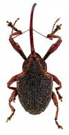 Conotrachelus sp3