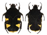 Gymnetis holosericea (Voet, 1779)  var.