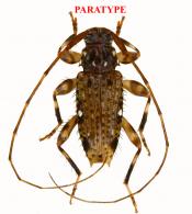 Trichotithonus giuglarisi  Roguet, 2022  PARATYPE