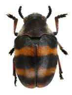 Megalostomis gazella Lacordaire, 1848