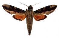 Erinnyis crameri  (Schaus, 1898)