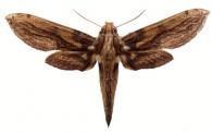 Xylophanes media  (Rothschild & Jordan, 1903)