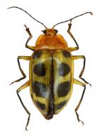 Neopriotelus octomaculatus Olivier, 1792