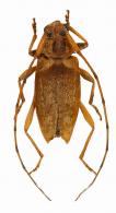 Anisopodus lignicola  Bates, 1863
