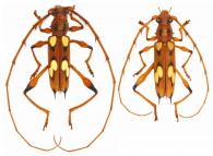 Nyssicus granulatus  Tavakilian & Dalens, 2014  ♂ & ♀