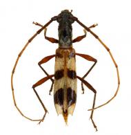 Neoibidionini Gen sp G71