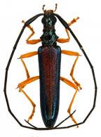 Distenia (Distenia) suturalis  Bates, 1870