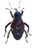 Conoderinae Gen sp1