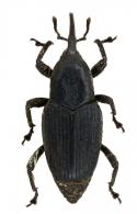Foveolus sp1