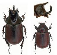 Coelosis biloba  (Linné, 1767)  ♂ & ♀