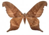 Paradaemonia andensis (Rothschild, 1907)