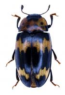Ischyrus sp1