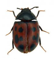 Platydema quindecimmaculata  Chevrolat, 1878