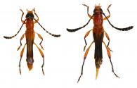 Rhinotragini Gen sp G114  ♂ & ♀