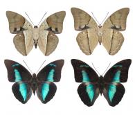 Archaeoprepona amphimachus amphimachus (Fabricius, 1775)   ♂ & ♀