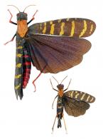 Monachidium lunum (Johnannson) ♂ & ♀