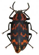Cymatothes nebulosa  (Fabricius, 1781)
